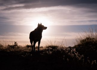 Anche il lupo vittima di fake news. “Io non ho paura del lupo”, intervista a Daniele Ecotti