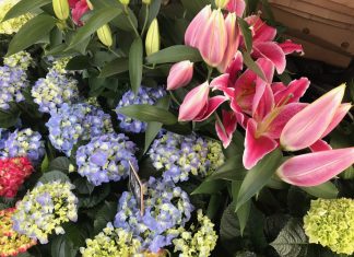 Al via la settima edizione di Borgo Plantarum