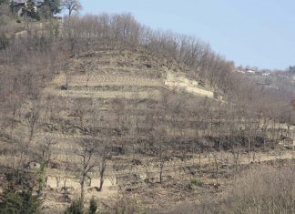 Unicità degli storici terrazzamenti di Vetto