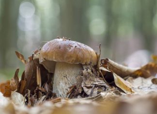 “La nostra vita grazie ai funghi”, parola di micologo. Al via il “Campionato Mondiale del fungo” a Cerreto Laghi