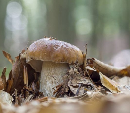 “La nostra vita grazie ai funghi”, parola di micologo. Al via il “Campionato Mondiale del fungo” a Cerreto Laghi