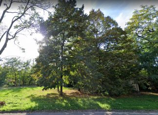 Giornata nazionale dell’albero: sabato 23 novembre gratis 4.800 piante ai cittadini