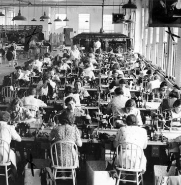 Festa della Donna: origine e storia. La scelta della mimosa come fiore simbolo