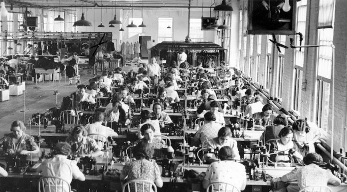 Festa della Donna: origine e storia. La scelta della mimosa come fiore simbolo