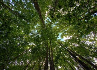 Riunione nella Prefettura di Reggio Emilia per la prevenzione degli incendi boschivi
