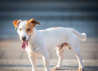 Successo per “Scatta la Zampa”, iniziativa benefica di CNA Reggio Emilia a sostegno degli animali