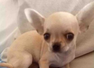 Ritrovata la cucciola di Chihuahua Letizia, smarrita in centro storico pochi giorni fa