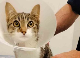 Enpa: servono 900 euro per salvare il gattino Dior