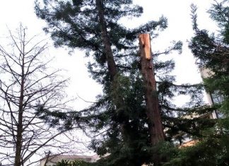 Sequoia del Liceo Moro, Ugo Pellini: “Ferita dal vento, ma si riprenderà”