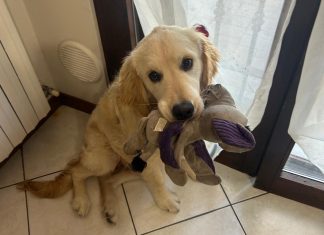 ENPA: “Un aiuto per Daffy, mancano solo 300 euro per salvare la prima zampa”