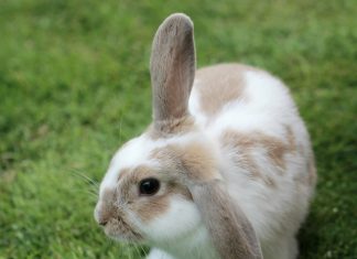 Sagra di Borzano, maltrattamenti a un coniglio: la denuncia delle attiviste Stefania De Bartolo e Martina Fioroni