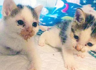 Castelnovo Monti, gattini abbandonati in prossimità di un negozio di animali