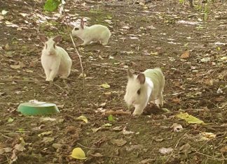 Guastalla, i conigli nani delle scuole medie trovano una nuova casa