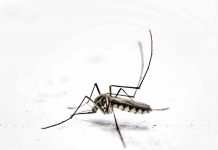 Sospetto caso di chikungunya a Reggio Emilia, disinfestazione in un’area tra via Botticelli e via Villa