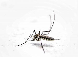 Sospetto caso di chikungunya a Reggio Emilia, disinfestazione in un’area tra via Botticelli e via Villa