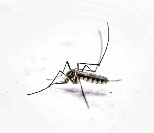 A Reggio Emilia non è dengue, sospesi i trattamenti
