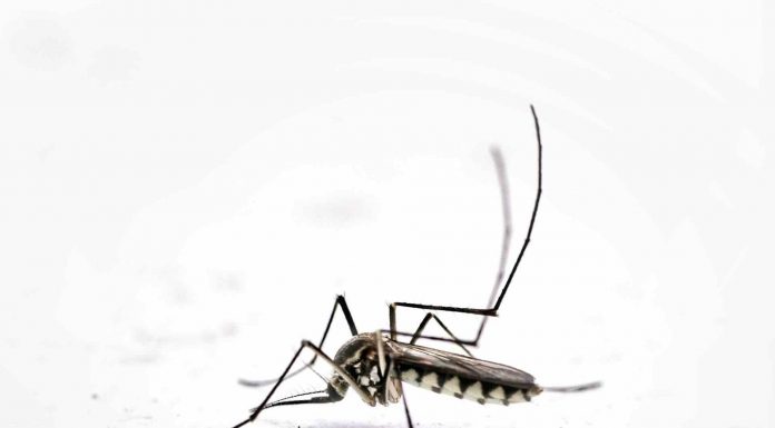 Caso di Dengue nella zona dell’Arcispedale Santa Maria Nuova di Reggio Emilia, al via gli interventi di disinfestazione