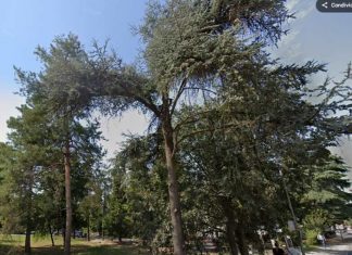 A Reggio Emilia l’analisi del rischio del verde pubblico per valutare lo stato di salute degli alberi