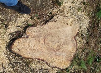 Quattro alberi storici tagliati in via Cecati, Ugo Pellini: “L’abbattimento non era indispensabile”