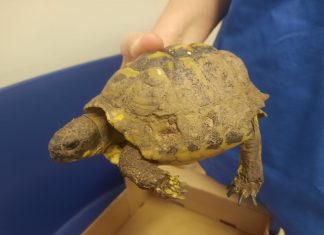 Enpa: salvata una tartaruga in condizioni gravissime, ma servono aiuti per i soccorsi agli animali della provincia