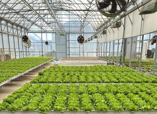 Dalle serre alla mensa scolastica: l’insalata entra nei piatti dei bambini della Bassa Reggiana