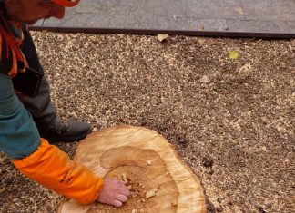 In corso Garibaldi e piazza Fontanesi abbattimento di tre tigli a rischio caduta