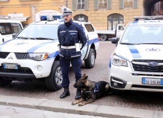 Addio a Victor, il cane dell’unità cinofila reggiana preziosissimo nel contrasto allo spaccio