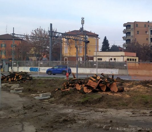 Reggio Emilia, ciliegi storici abbattuti in Circonvallazione (Ugo Pellini)