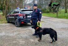 Allarme bocconi avvelenati nella provincia di Reggio Emilia: attenzione a quando si porta fuori il cane