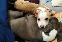 Cagnolina Bibi: servono 3.050€ per l’operazione salvavita