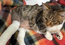 ENPA Reggio Emilia: appello e raccolta fondi per Ginetta, gattina investita sull’Appennino