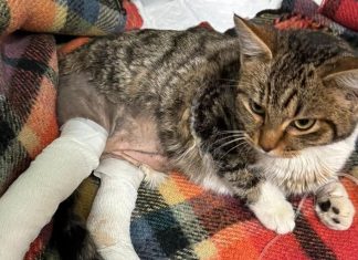 ENPA Reggio Emilia: appello e raccolta fondi per Ginetta, gattina investita sull’Appennino