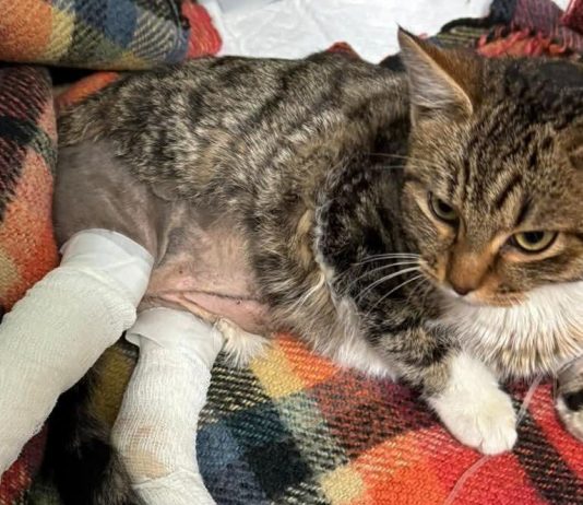 ENPA Reggio Emilia: appello e raccolta fondi per Ginetta, gattina investita sull’Appennino