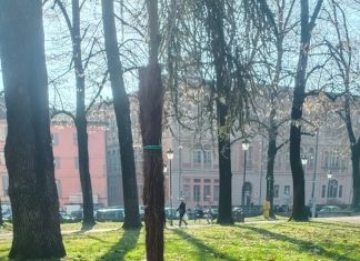 Messi a dimora 15 nuovi platani al Parco del Popolo
