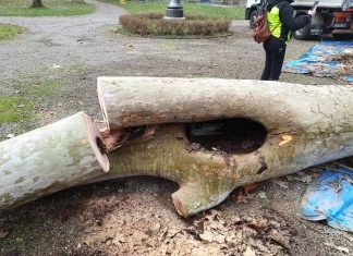Ambiente, alberi a rischio caduta: abbattimento di 4 platani al Parco del Popolo affetti da cancro colorato