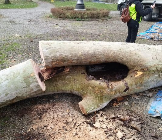 Ambiente, alberi a rischio caduta: abbattimento di 4 platani al Parco del Popolo affetti da cancro colorato