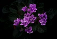 Il Comune di Reggio Emilia aderisce al “Manifesto dei diritti alla vita fino alla fine”