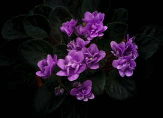 Il Comune di Reggio Emilia aderisce al “Manifesto dei diritti alla vita fino alla fine”