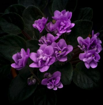 Il Comune di Reggio Emilia aderisce al “Manifesto dei diritti alla vita fino alla fine”