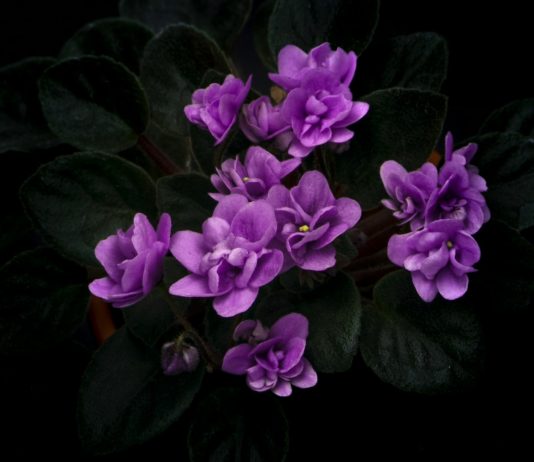 Il Comune di Reggio Emilia aderisce al “Manifesto dei diritti alla vita fino alla fine”