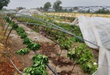 Maltempo: vento forte e pioggia intensa rovinano le coltivazioni nel reggiano