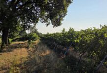 Nubifragio, Coldiretti Reggio Emilia: si contano ancora i danni nelle campagne. Il vento forte ha abbattuto piante da frutto e vigneti