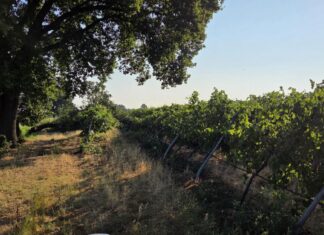 Nubifragio, Coldiretti Reggio Emilia: si contano ancora i danni nelle campagne. Il vento forte ha abbattuto piante da frutto e vigneti