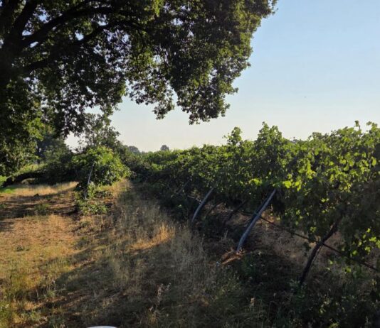 Nubifragio, Coldiretti Reggio Emilia: si contano ancora i danni nelle campagne. Il vento forte ha abbattuto piante da frutto e vigneti