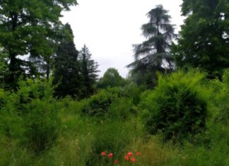 Collettivo Ecosistemico Reggiano: “Sull’area Ospizio individuate 165 specie vegetali. Non è solo un Bosco, è molto più di un Bosco”