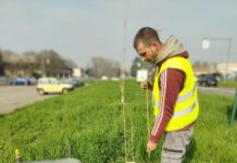 Correggio, un nuovo viale alberato in via Modena
