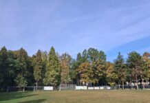 Ugo Pellini: “Alberi a rischio abbattimento in zona Piscina tra viale Olimpia, via Melato e Viale dei Partigiano”