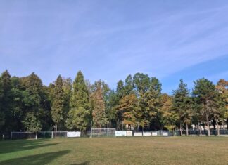 Ugo Pellini: “Alberi a rischio abbattimento in zona Piscina tra viale Olimpia, via Melato e Viale dei Partigiano”