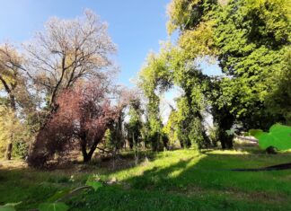 Bosco Ospizio, Collettivo Ecosistemico Reggiano: “Salvaguardare le piante superstiti dopo la sentenza del Consiglio di Stato”